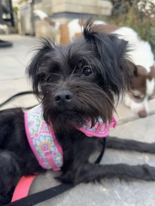 KIBBLE - Terrier available for adoption