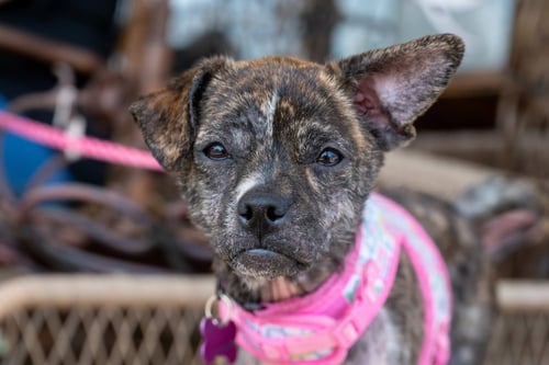 RHUBARB - Boston Terrier available for adoption