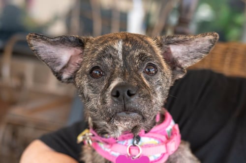 RHUBARB - Boston Terrier for adoption in Kenosha