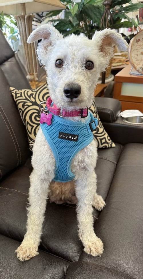 CASHMERE - Terrier available for adoption