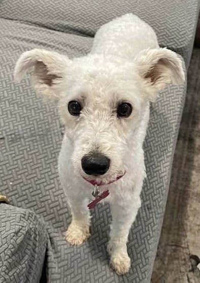 CASHMERE - Terrier available for adoption