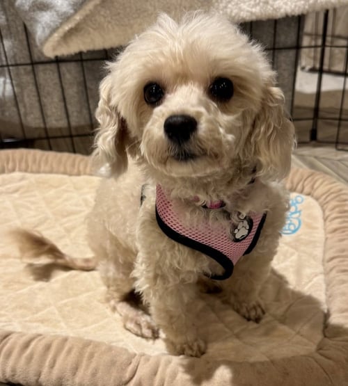 DARLA - Poodle (Miniature) / Maltese available for adoption