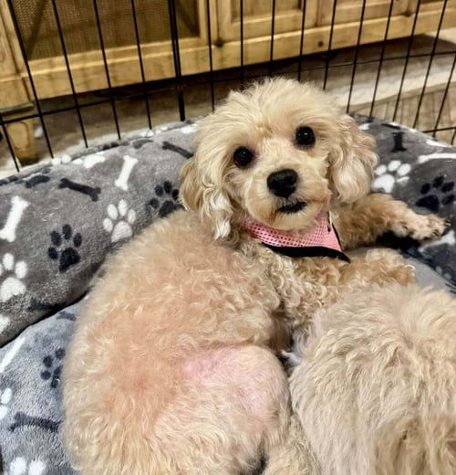 DARLA - Poodle (Miniature) / Maltese available for adoption