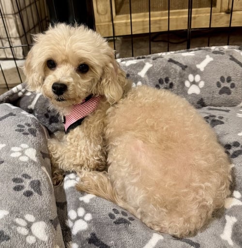 DARLA - Poodle (Miniature) / Maltese available for adoption