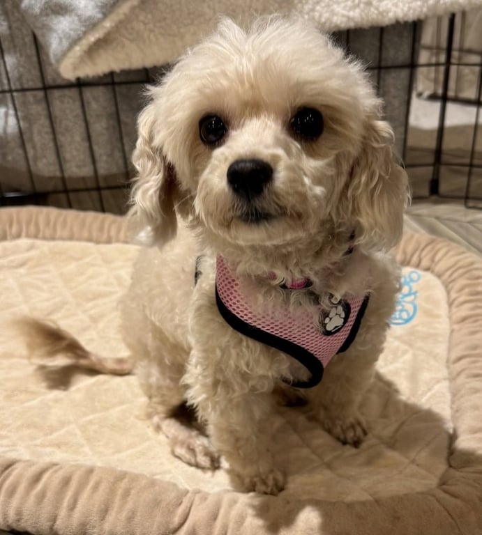 Darla Image