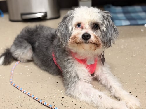 CERSHA - Lhasa Apso available for adoption