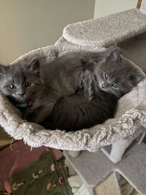BUTTERNUT SQUASH - Chartreux available for adoption