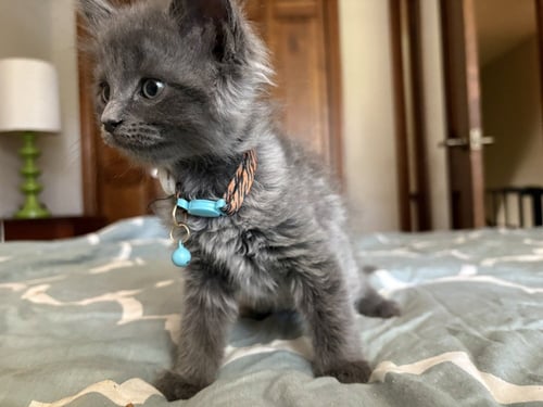 BUTTERNUT SQUASH - Chartreux available for adoption
