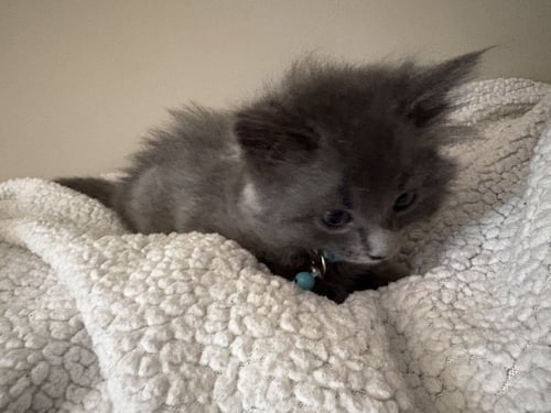 BUTTERNUT SQUASH - Chartreux available for adoption