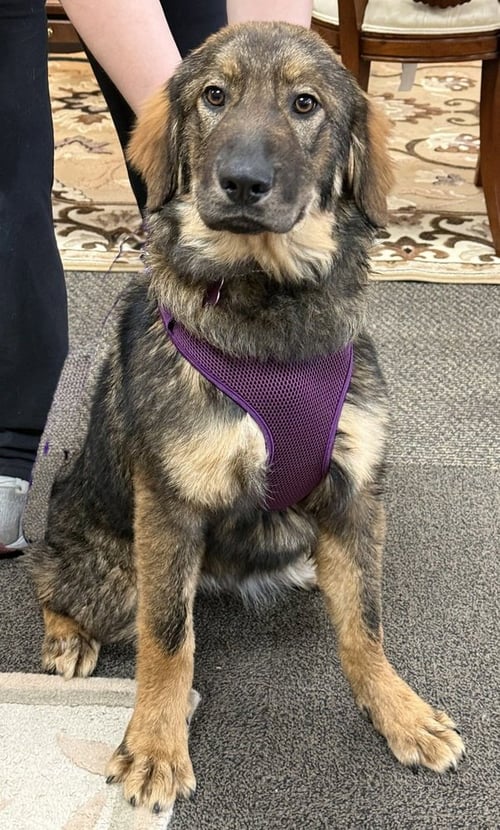 SCARLETT - Great Pyrenees / Shepherd available for adoption