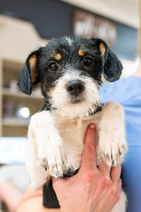 Jethro - Photo 1