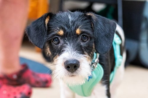 JETHRO - Terrier available for adoption