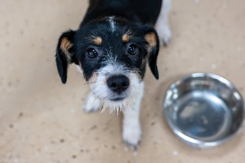 JETHRO - Terrier available for adoption