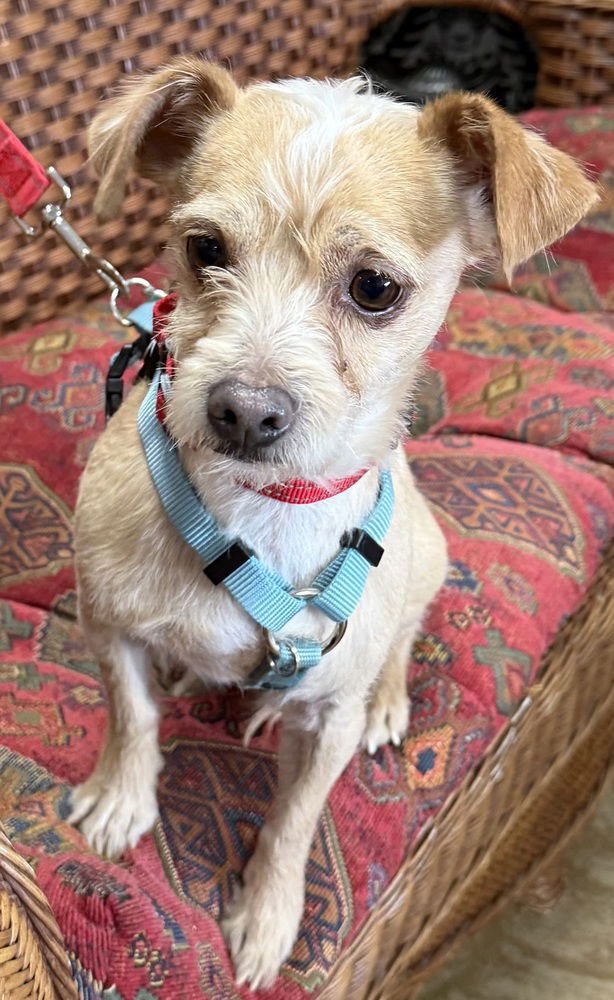 CANELO - Chihuahua available for adoption