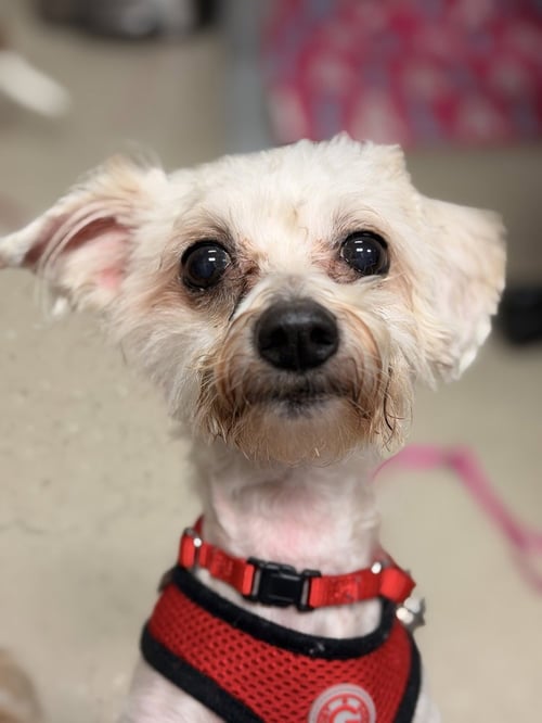 TOBEY - Maltese available for adoption