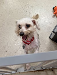 Tobey - Photo 4
