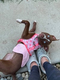 Calypso - Photo 3