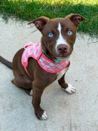 Calypso - Photo 2