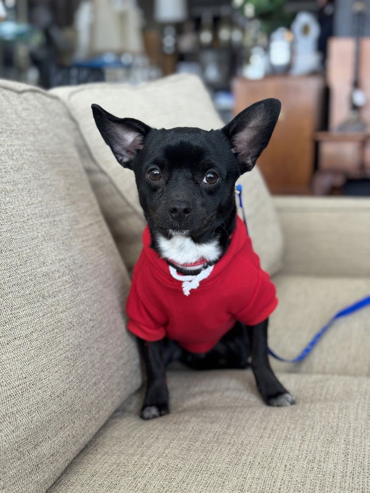 NOGGIN - Chihuahua / Pug available for adoption