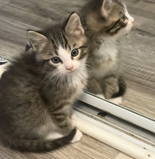TOULOUSE - Domestic Short Hair available for adoption