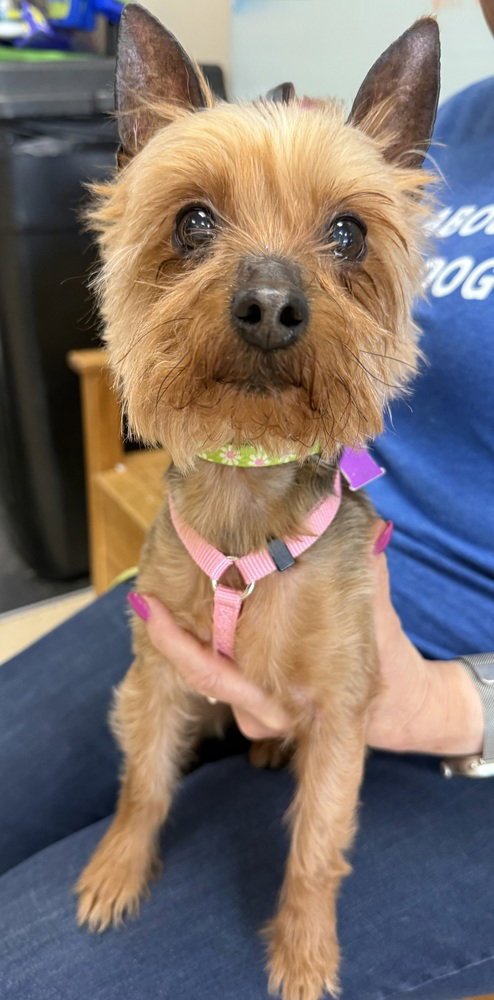 CLAUDIA - Yorkshire Terrier Yorkie available for adoption