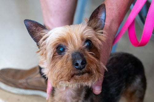 CLAUDIA - Yorkshire Terrier Yorkie available for adoption