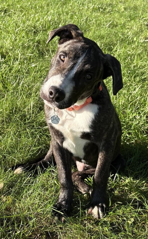 PORTER WAGONER - Pit Bull Terrier for adoption in Kenosha