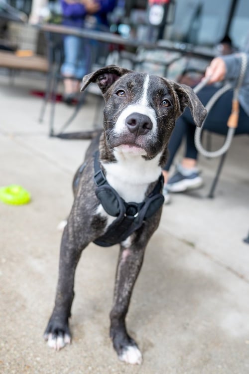 PORTER WAGONER - Pit Bull Terrier available for adoption