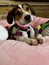 Zelda - Photo 3
