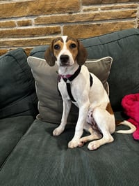 Zelda - Photo 4