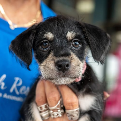 LOLA BETRAN - Chihuahua / Shih Tzu for adoption in Kenosha