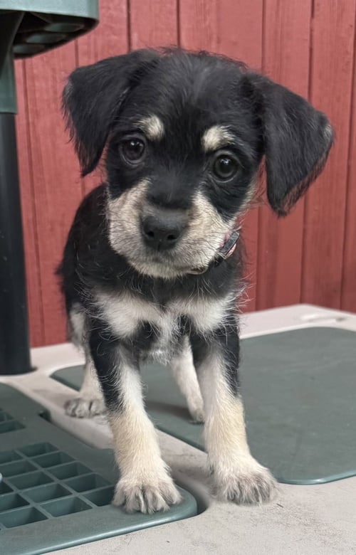 LOLA BETRAN - Chihuahua / Shih Tzu available for adoption