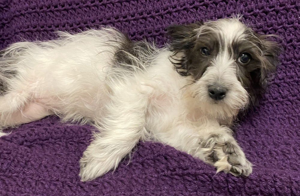 OHARA - Schnauzer / Poodle (Miniature) available for adoption
