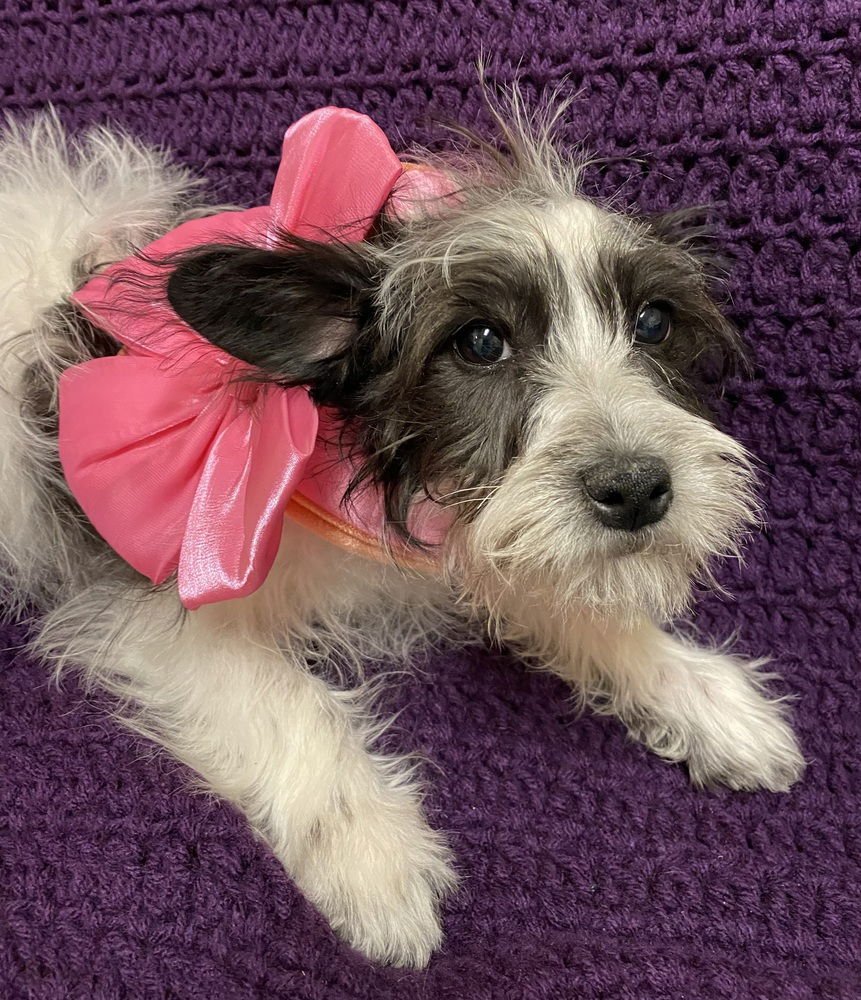 OHARA - Schnauzer / Poodle (Miniature) available for adoption