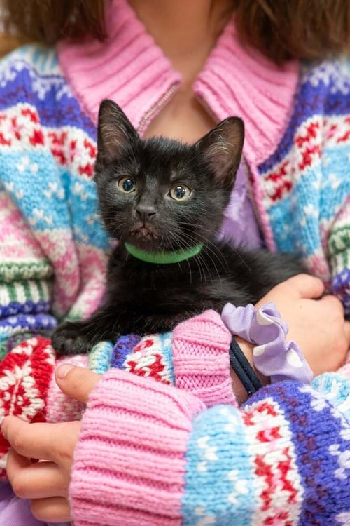 GREEN DAY - Domestic Short Hair available for adoption