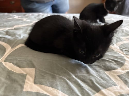 GREEN DAY - Domestic Short Hair available for adoption