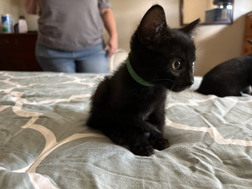 GREEN DAY - Domestic Short Hair available for adoption