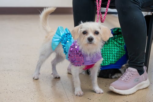 CAROLINA - Maltese / Terrier available for adoption