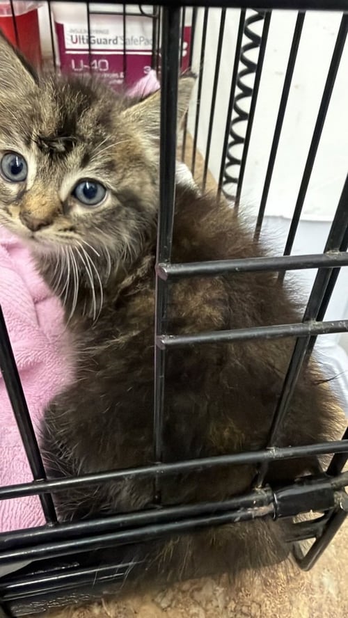 MARIE - Domestic Short Hair available for adoption