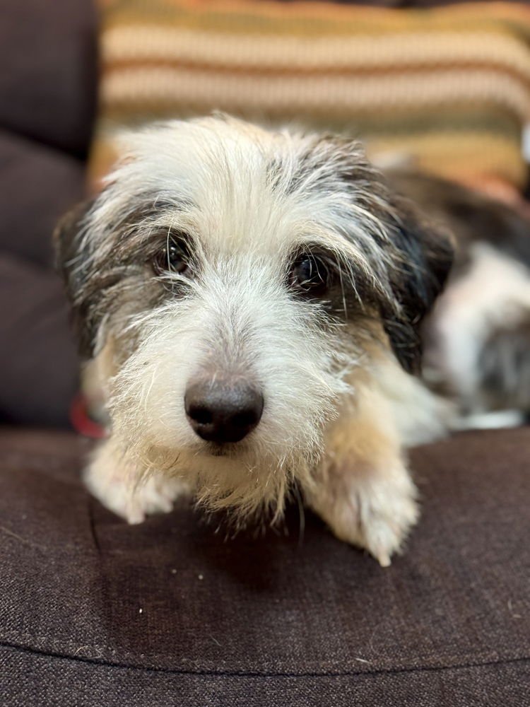 SLINKY - Terrier available for adoption