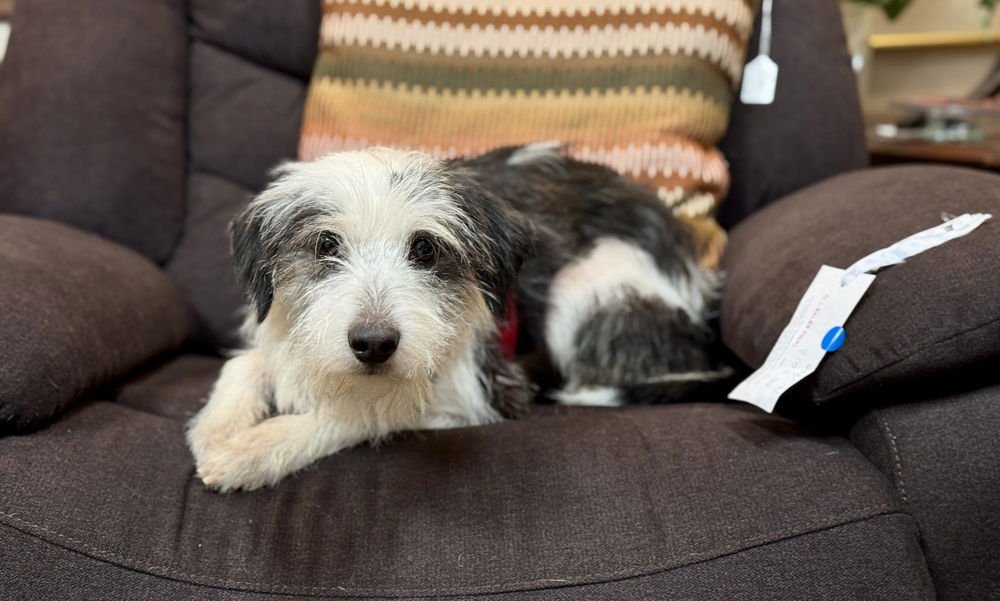 SLINKY - Terrier available for adoption