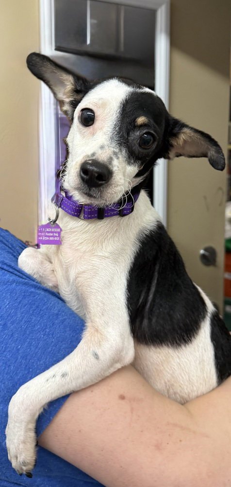 CAMILA - Chihuahua available for adoption
