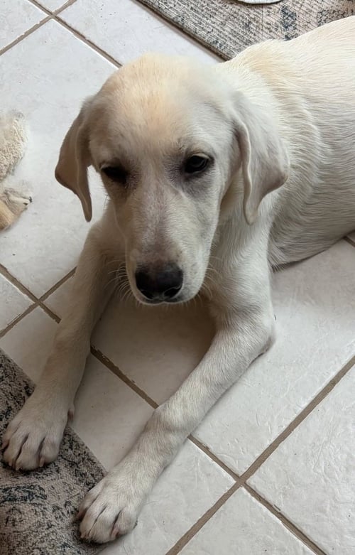 PETRA - Great Pyrenees available for adoption