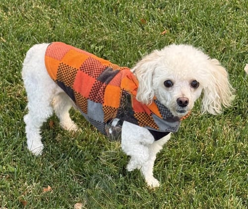 ELVIS - Poodle (Miniature) available for adoption