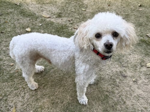 ELVIS - Poodle (Miniature) available for adoption