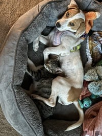 Minnow - Photo 3