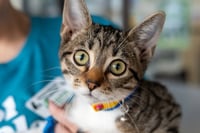 Minnow - Photo 1