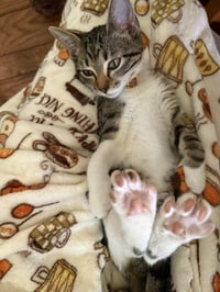 Minnow - Photo 2