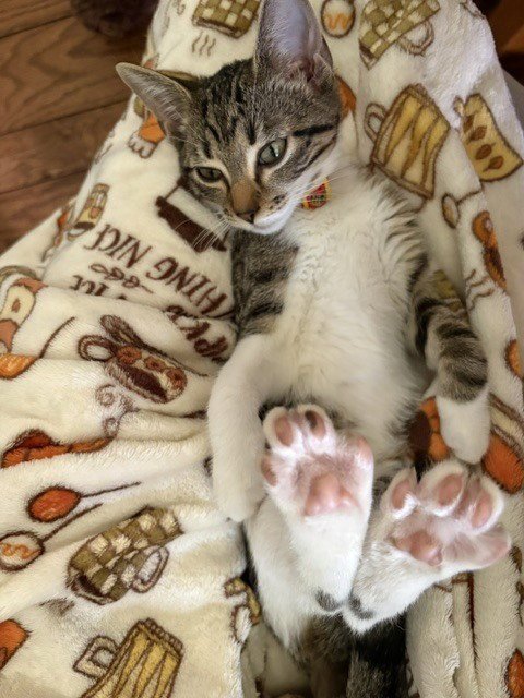 MINNOW - Domestic Short Hair available for adoption