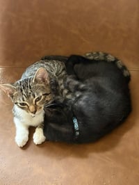 Minnow - Photo 4